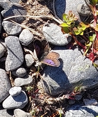 Lycaena