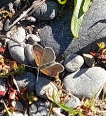 Lycaena