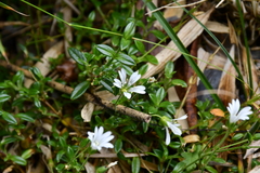 Cerastium morrisonense
