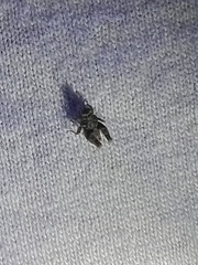 Paratettix mexicanus