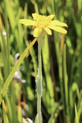 Arnica chamissonis