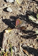 Lycaena