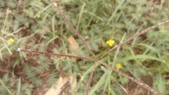 Cynodon dactylon