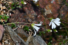 Cerastium morrisonense
