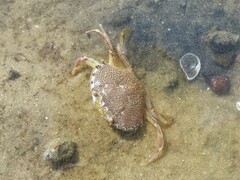 Ovalipes ocellatus