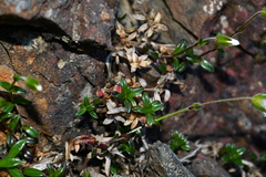 Cerastium morrisonense