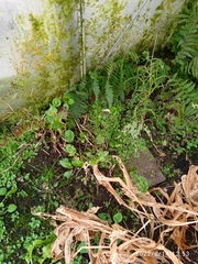 Begonia semperflorens-cultorum