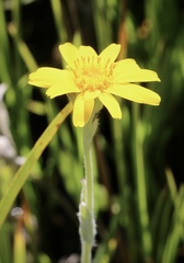 Arnica chamissonis