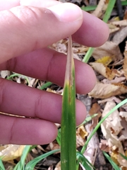 Ophiomyia kwansonis