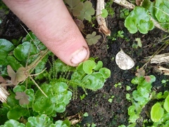 Begonia semperflorens-cultorum