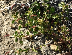 Acalypha monostachya