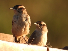Campylorhynchus gularis