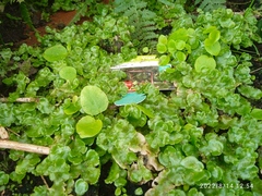 Begonia semperflorens-cultorum