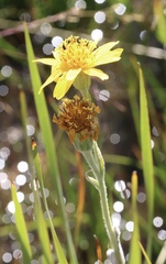 Arnica chamissonis