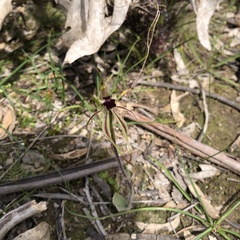 Caladenia parva