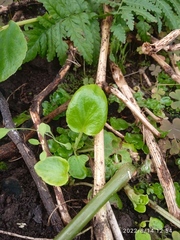 Begonia semperflorens-cultorum
