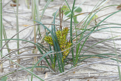 Carex pumila