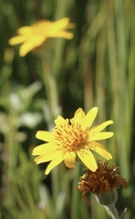 Arnica chamissonis