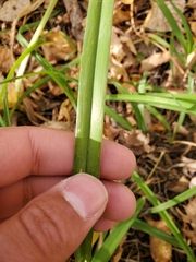 Ophiomyia kwansonis