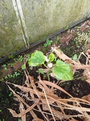 Begonia semperflorens-cultorum