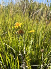 Arnica chamissonis