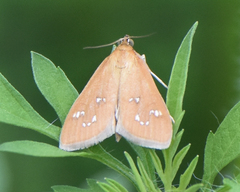 Diastictis