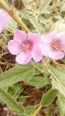 Sphaeralcea angustifolia