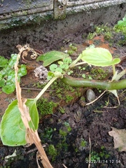 Begonia semperflorens-cultorum