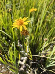 Arnica chamissonis