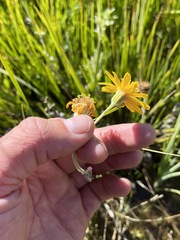 Arnica chamissonis