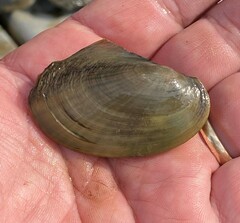 Potamilus fragilis