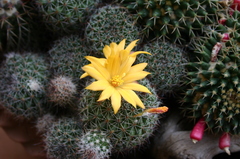 Mammillaria beneckei