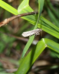 Atomotricha