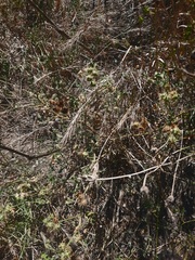 Elymus virginicus