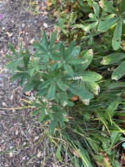 Lupinus arcticus