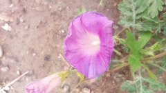 Ipomoea