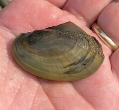 Potamilus fragilis
