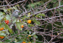 Hypsipetes amaurotis