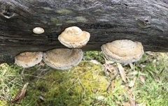 Truncospora ochroleuca