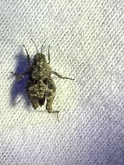 Paratettix mexicanus