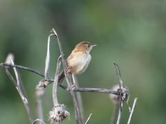 Cistothorus platensis