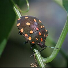 Pachycoris
