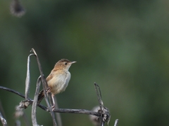 Cistothorus platensis