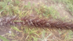Cenchrus ciliaris