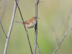 Cistothorus platensis