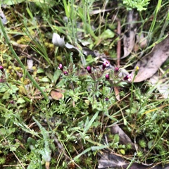 Parentucellia latifolia