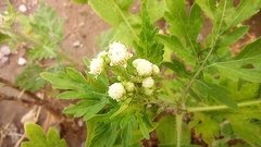 Parthenium bipinnatifidum