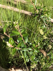 Pomaderris paniculosa