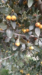 Crataegus mexicana