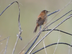 Cistothorus platensis